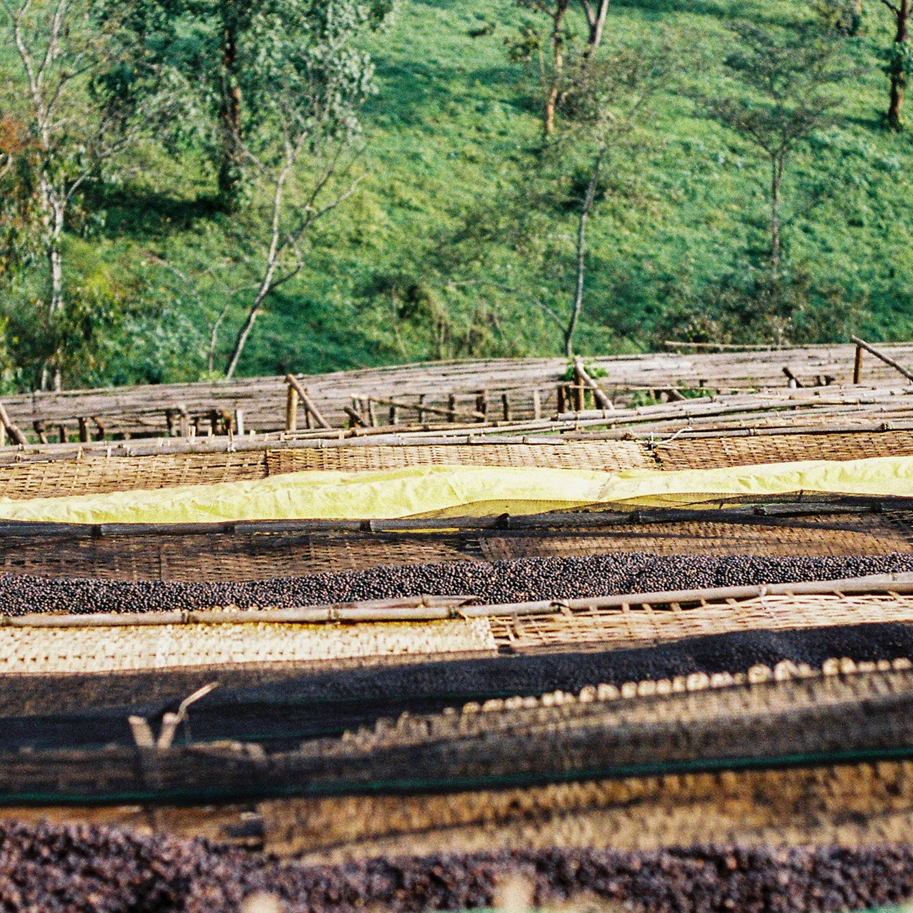 Ethiopia Uraga