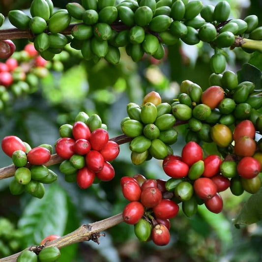 Colombia Papayo