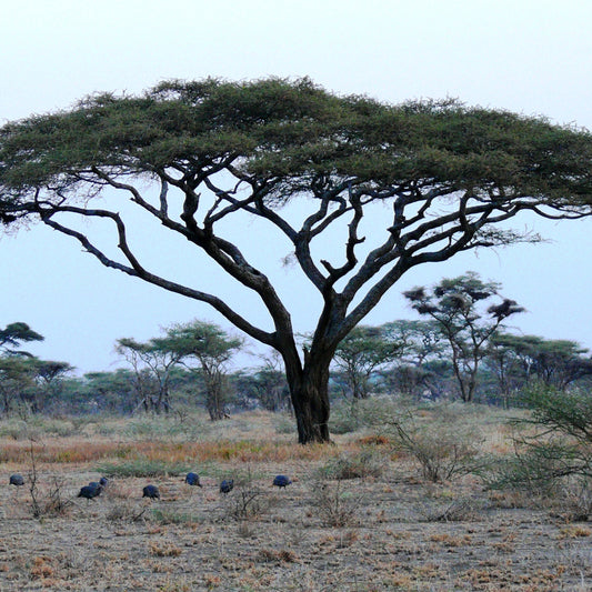 Ethiopia Daanisa