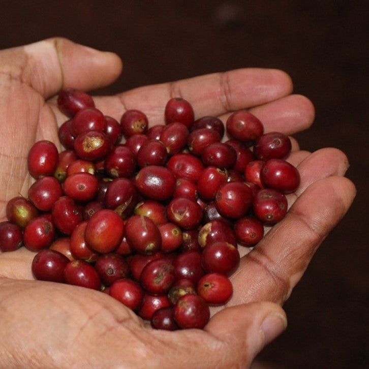 Ethiopia Gorbitu
