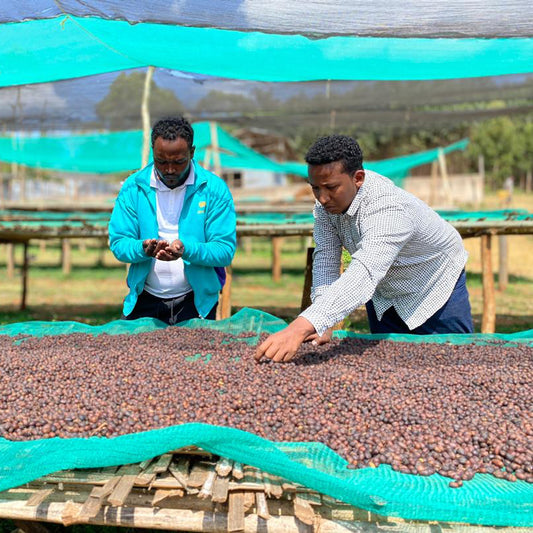 Ethiopia Ayele Tulu