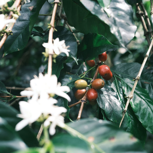 Indonesia  SU-EX-008