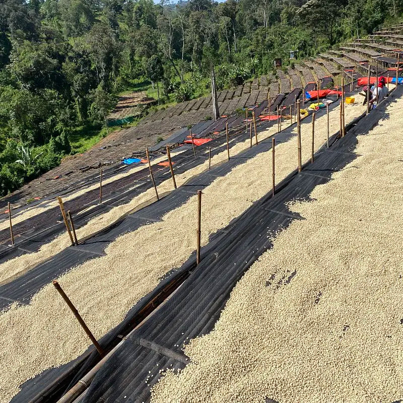 Ethiopia Hambela
